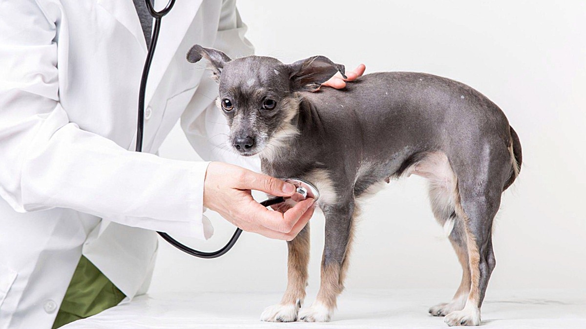 Estrategias nutricionales en casos de hiperlipidemia canina